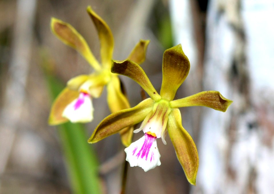 Butterfly Orchid, 4, NPSPhoto, Sara Zenner.jpg