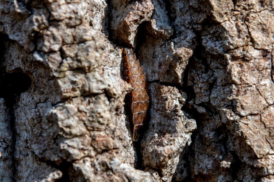 2019 Bacon Ridge History Hike FireFly Larvae 053