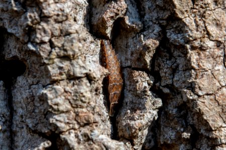 2019 Bacon Ridge History Hike FireFly Larvae 053