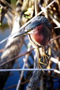 Green Heron side view, NPSphoto
