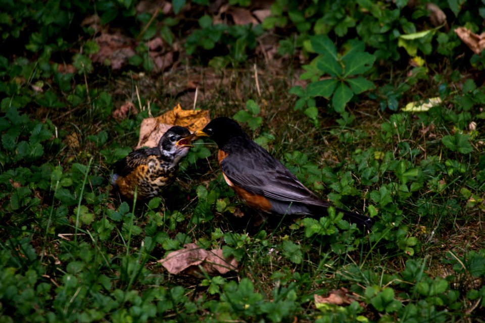 American Robin & Juvenile 07-15-2018 58
