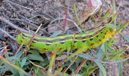 White lined Sphinx Moth Larvae