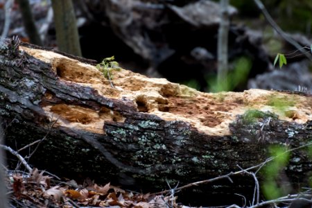 2018 Walk for the Woods Bacon Ridge Natural Area 230