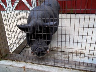 Piggy Pig photo