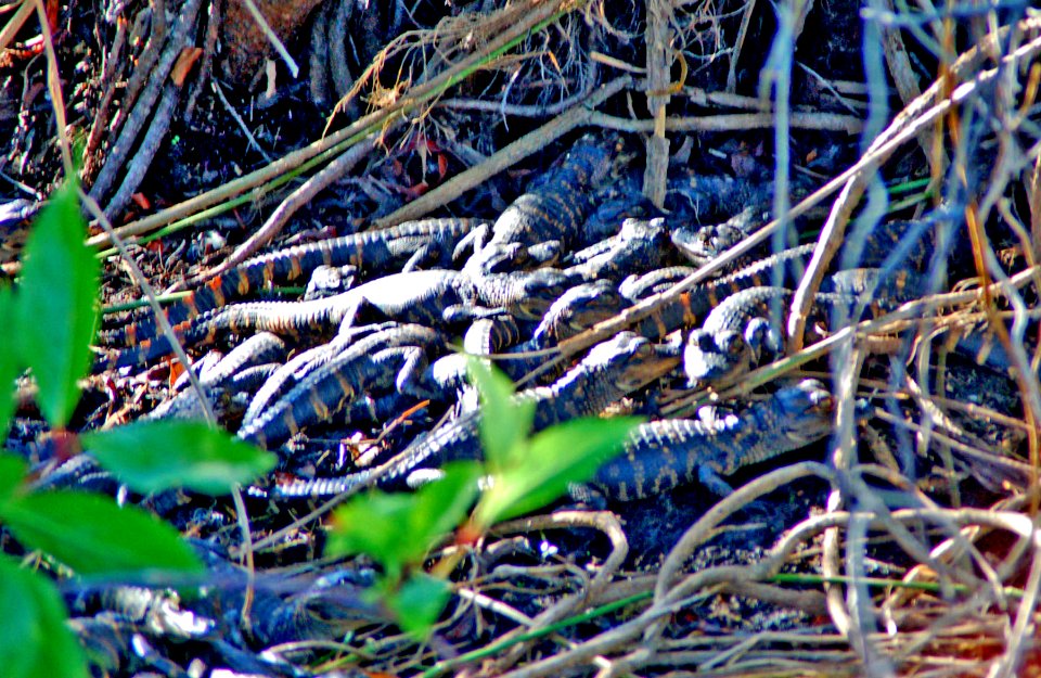 Alligator Young, NPSPhoto.jpg