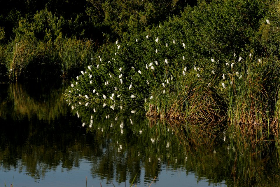 Snowy Egrets - Eco Pond (2), NPSPhoto, R. Cammauf