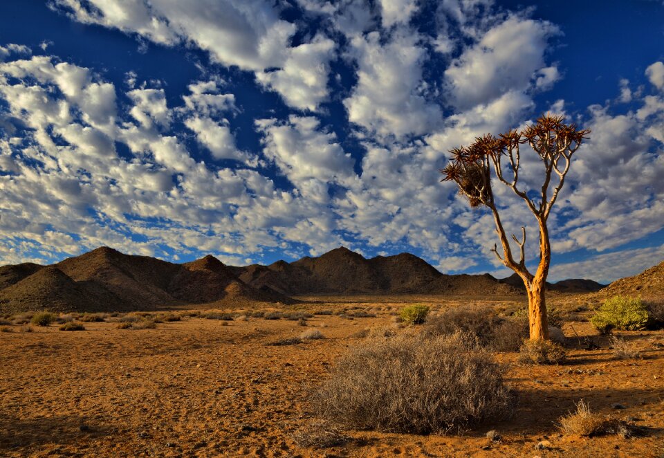 Dry hot tree