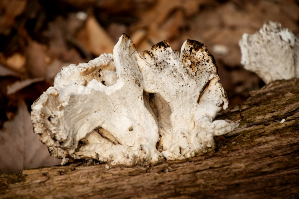 2019 Bacon Ridge History Hike 111