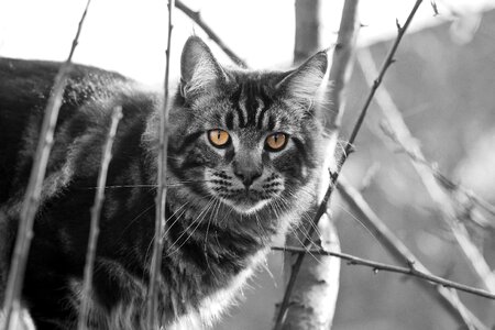 Eyes cat portrait portrait