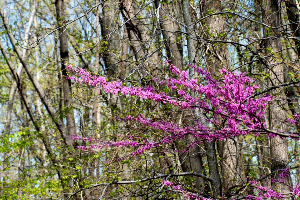 2018 Walk for the Woods Bacon Ridge Natural Area 507