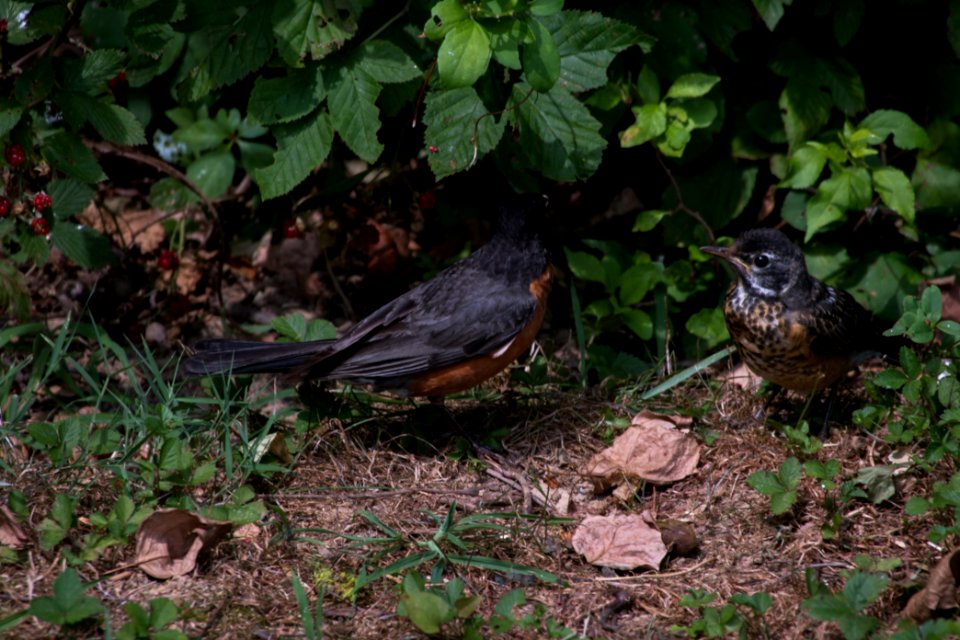 American Robin & Juvenile 07-15-2018 17