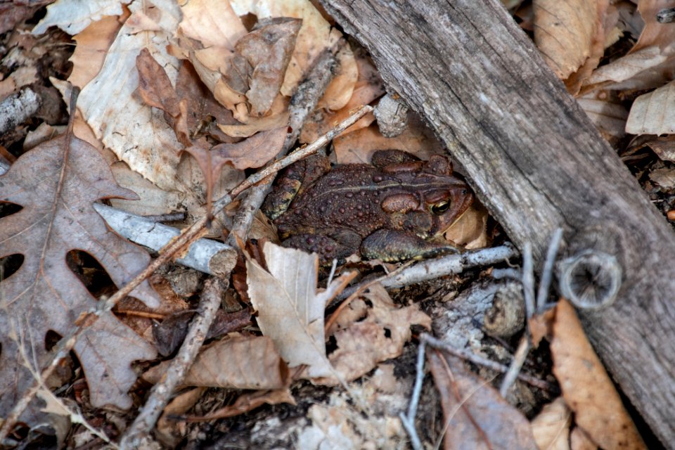 2019 Bacon Ridge History Hike Fowler's Toad 173