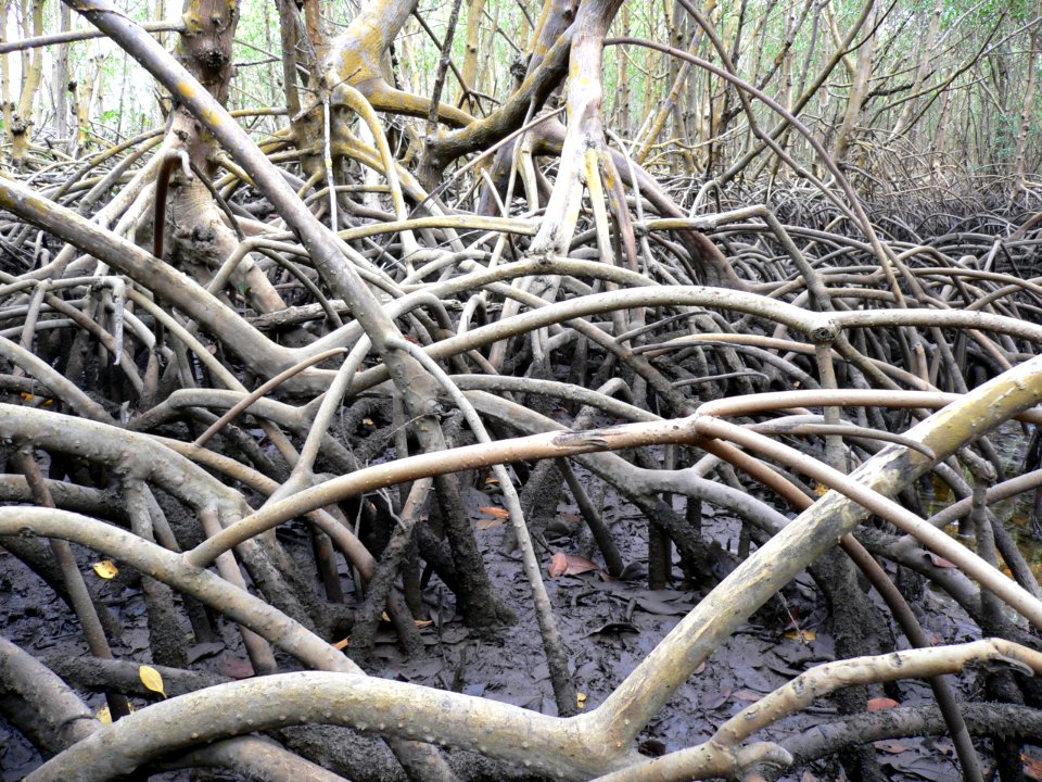 Mangrove Island (3), NPSPhoto, David Grimes
