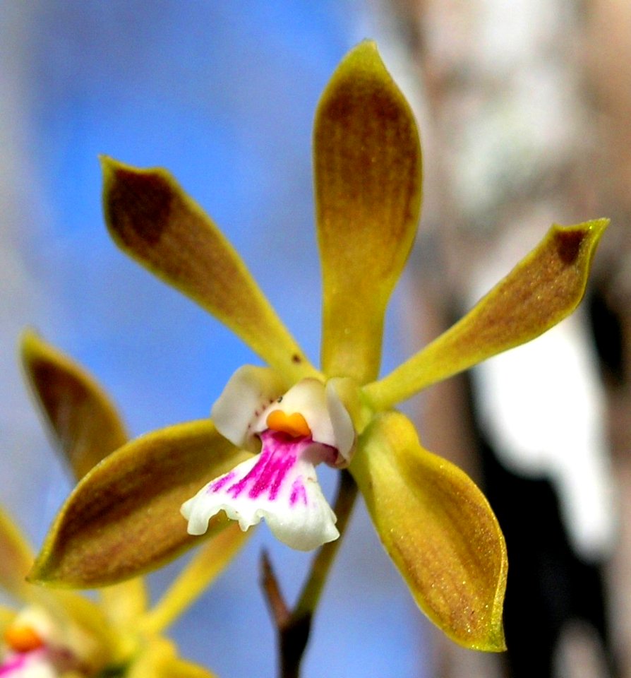Butterfly Orchid, 3, NPSPhoto, Sara Zenner.jpg