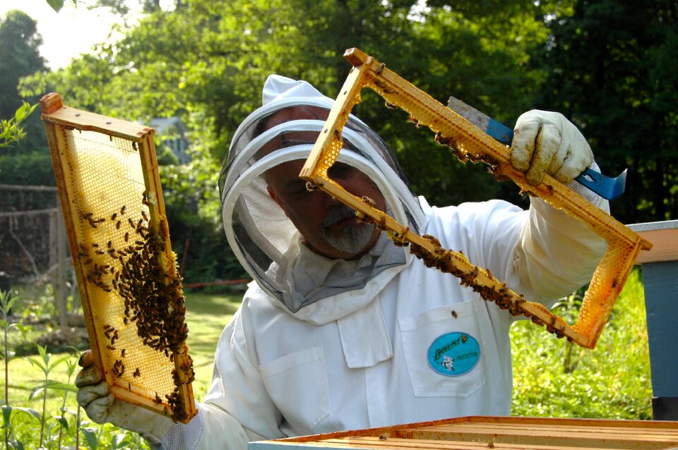 Beekeeping beehive bee