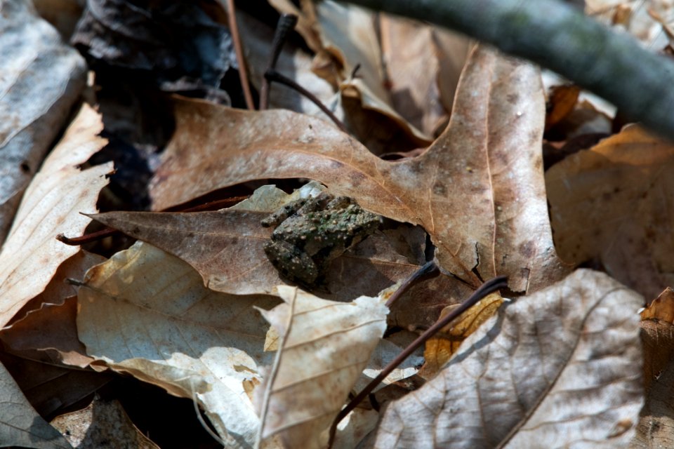 2018 Walk for the Woods Bacon Ridge Natural Area 454