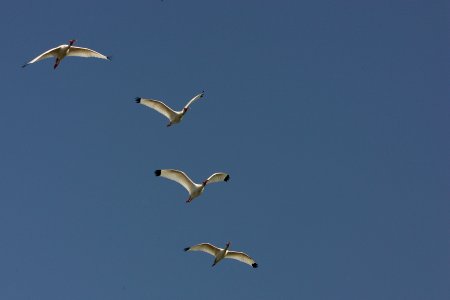 White Ibis (2), NPSPhoto, R. Cammauf