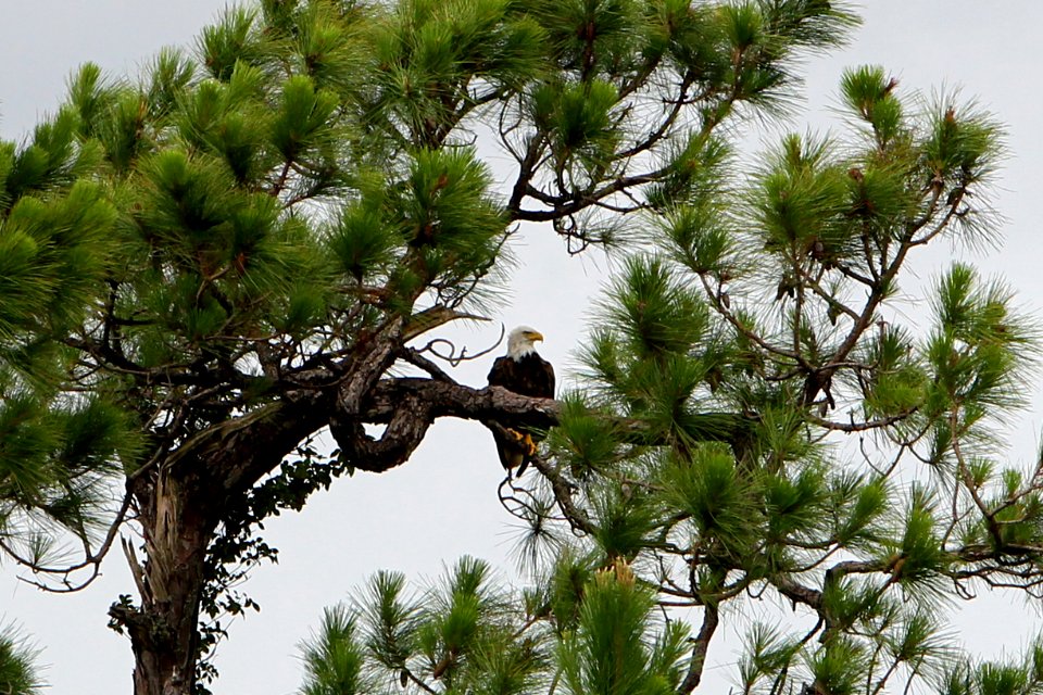 Bald Eagle, NPSphoto, G.Gardner