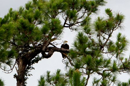 Bald Eagle, NPSphoto, G.Gardner