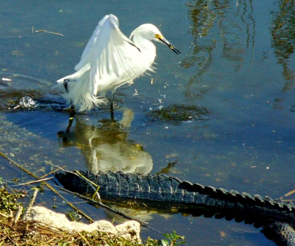 Snowy Egret neat Alligator , NPSPhoto, P.Baxter
