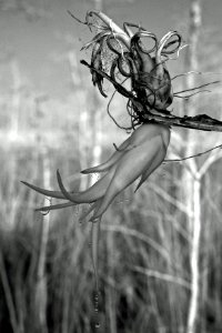 Airplants, NPSPhoto, G.Gardner.jpg