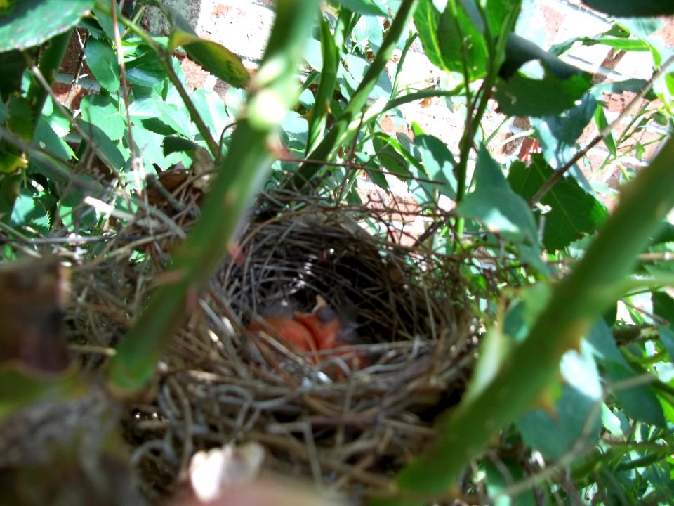 Baby Bird again
