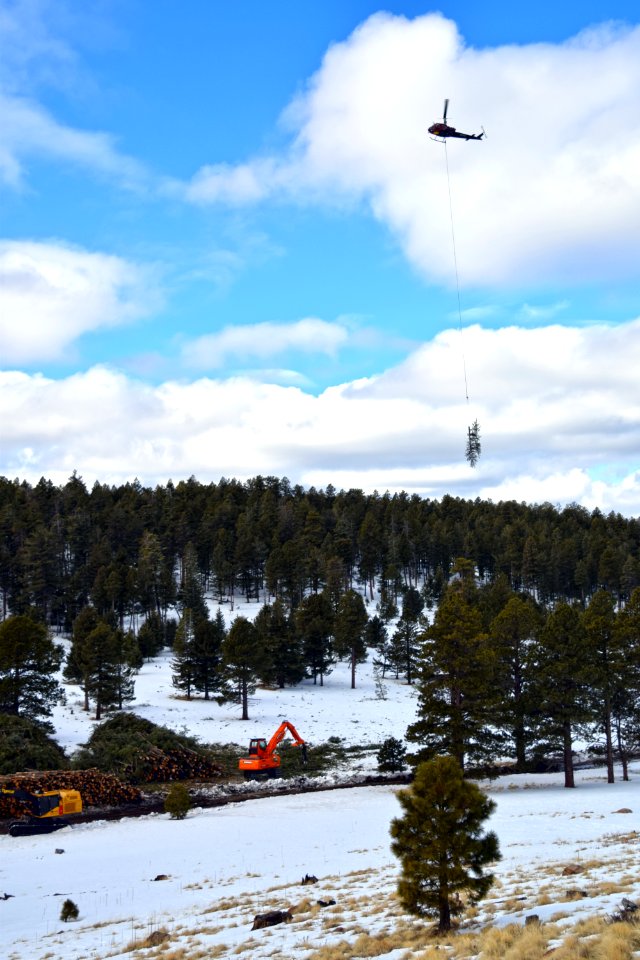 FWPP Helicopter Thinning Operations