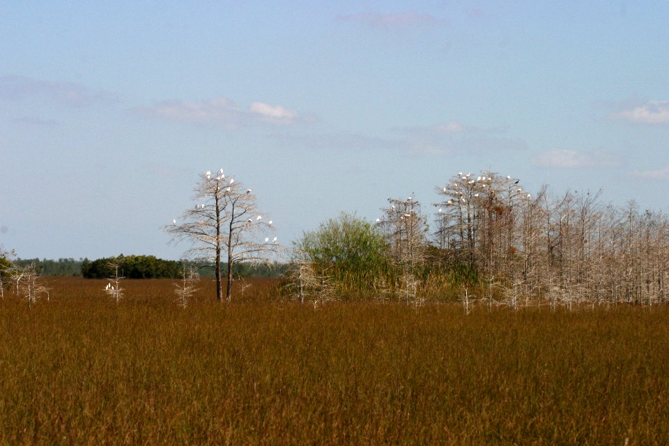Everglades, 4, NPSPhoto, R. Cammauf.jpg photo