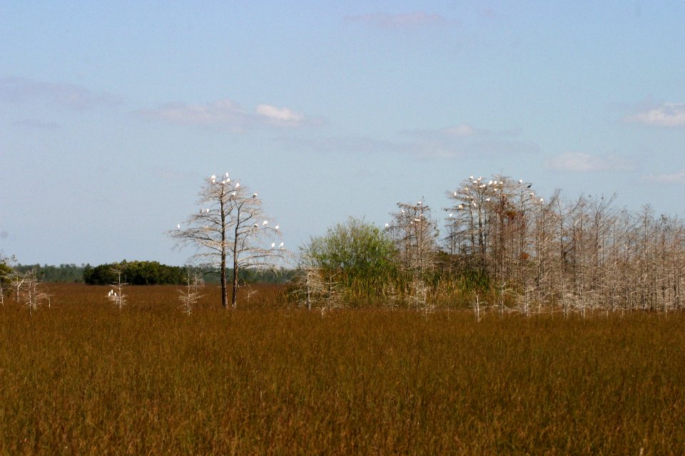 Everglades, 4, NPSPhoto, R. Cammauf.jpg