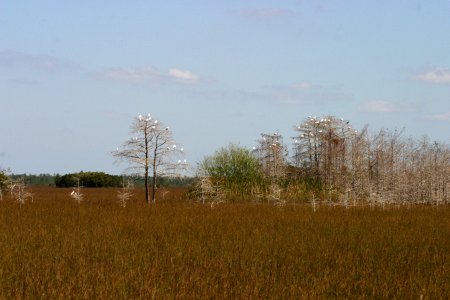 Everglades, 4, NPSPhoto, R. Cammauf.jpg