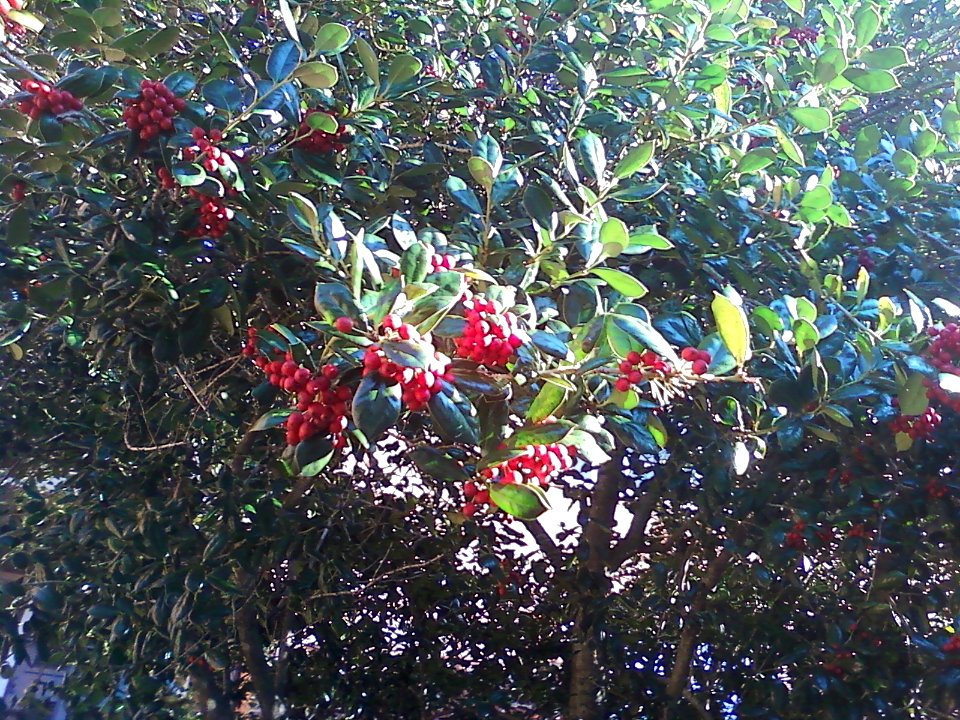 Holly
