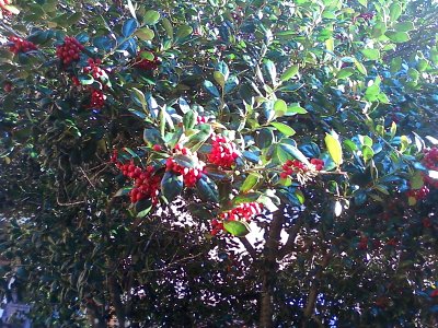 Holly