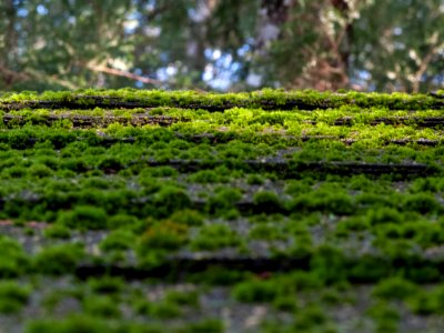 Mossy roof tiles at goldenhour photo