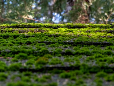 Mossy roof tiles at goldenhour