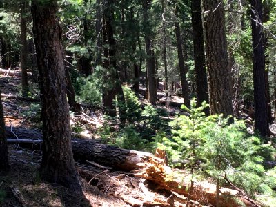 Bear Fire (June 6, 2017)