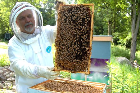 Beekeeping honeycomb bee