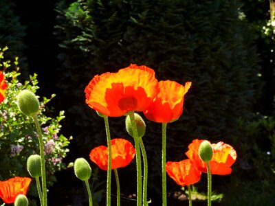 Flowers nature orange red