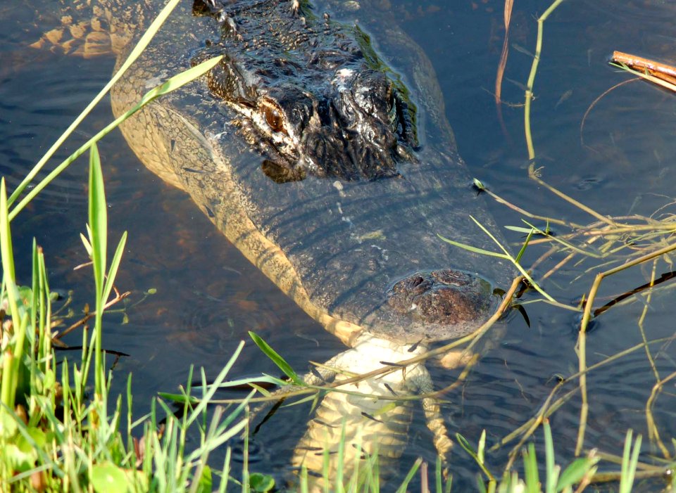 Alligator eats Burmese Python, NPSPhoto.jpg