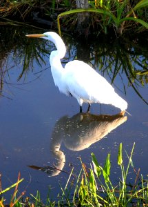 Great Egret 5, NPSphoto, S. Zenner