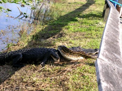 Gator vs Python, 18, NPSPhoto