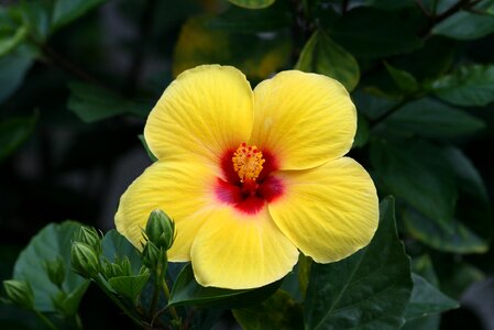 Plant tropical blossom