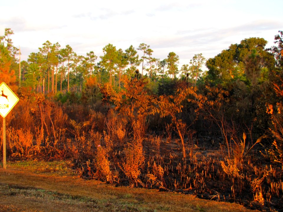 After a burn, NPS Photo, Leslie Velarde