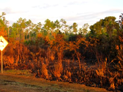 After a burn, NPS Photo, Leslie Velarde