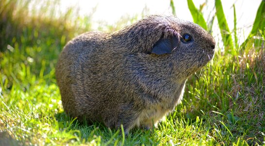 Lemonagouti nager rodent