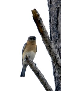 Eastern Bluebird female, NPS Photo, Rodney Cammauf photo