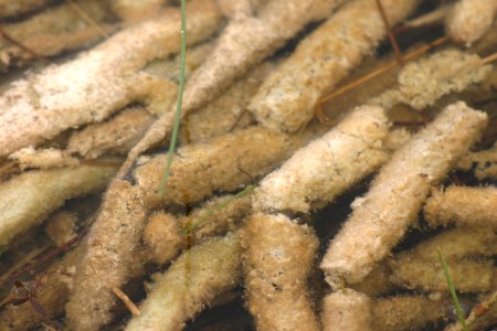 Periphyton (3), NPS Photo