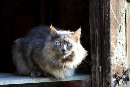 Intense fur frame