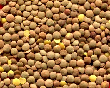 Legume food eat
