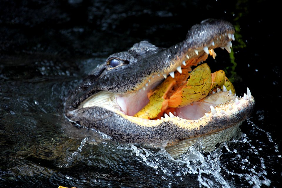 Gator Eats Pond Apple 5
