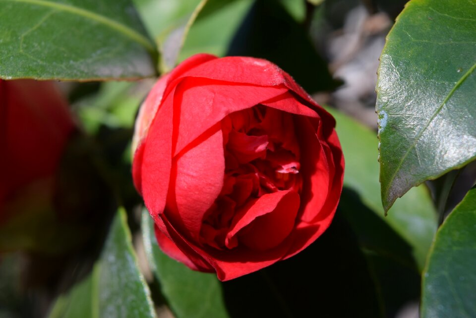 Garden flower red flower